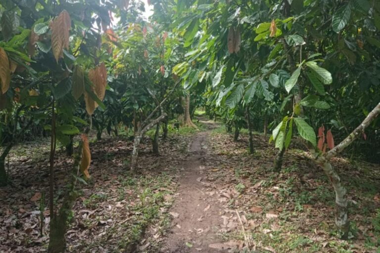 Lluvias en la Amazonía benefician cultivos pero elevan riesgos agrícolas