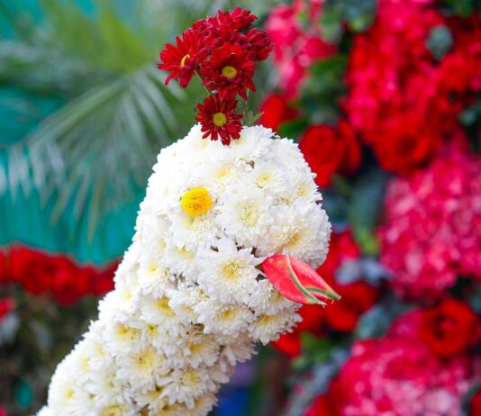 Exportaciones de flores peruanas registran aumento en 2025 Exportaciones de flores peruanas registran aumento en 2025