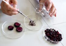 Investigadores peruanos desarrollan nutracéutico ecológico a partir de berries andinos y maíz morado Investigadores peruanos desarrollan nutracéutico ecológico a partir de berries andinos y maíz morado