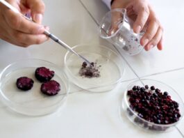 Investigadores peruanos desarrollan nutracéutico ecológico a partir de berries andinos y maíz morado Investigadores peruanos desarrollan nutracéutico ecológico a partir de berries andinos y maíz morado