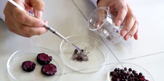 Investigadores peruanos desarrollan nutracéutico ecológico a partir de berries andinos y maíz morado Investigadores peruanos desarrollan nutracéutico ecológico a partir de berries andinos y maíz morado
