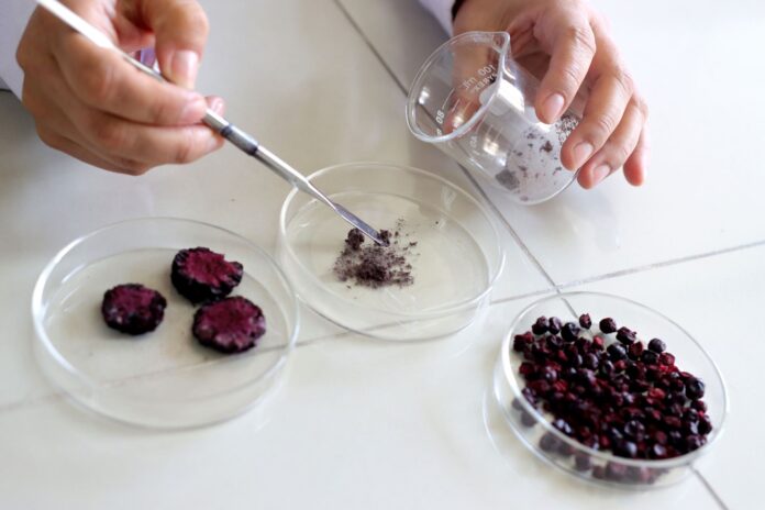 Investigadores peruanos desarrollan nutracéutico ecológico a partir de berries andinos y maíz morado Investigadores peruanos desarrollan nutracéutico ecológico a partir de berries andinos y maíz morado