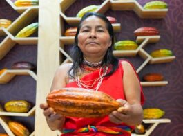 La diversidad del cacao peruano destaca en la exposición ‘Semillas del Perú’ La diversidad del cacao peruano destaca en la exposición ‘Semillas del Perú’