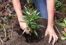 Inician acciones de conservación hídrica en Samanga y Cuyas Cuchayo Inician acciones de conservación hídrica en Samanga y Cuyas Cuchayo