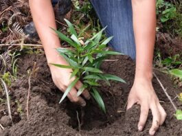 Inician acciones de conservación hídrica en Samanga y Cuyas Cuchayo Inician acciones de conservación hídrica en Samanga y Cuyas Cuchayo