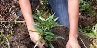 Inician acciones de conservación hídrica en Samanga y Cuyas Cuchayo Inician acciones de conservación hídrica en Samanga y Cuyas Cuchayo