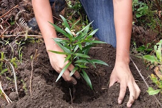 Inician acciones de conservación hídrica en Samanga y Cuyas Cuchayo Inician acciones de conservación hídrica en Samanga y Cuyas Cuchayo