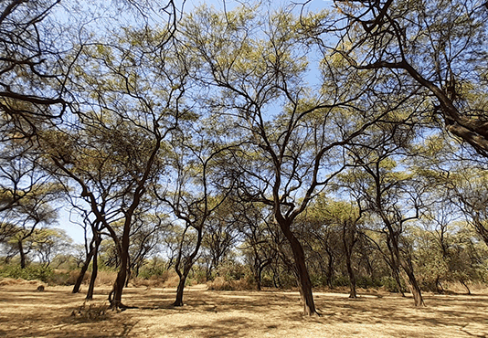 Piura crea mesa regional para reforzar el control forestal y proteger los bosques secos Piura crea mesa regional para reforzar el control forestal y proteger los bosques secos