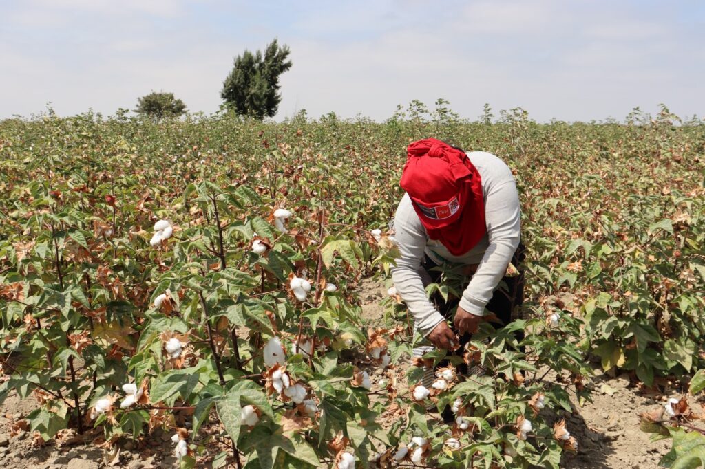 Productores de Sechura logran altos rendimientos en la cosecha de algodón Ipa 2025
