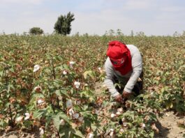 Productores de Sechura logran altos rendimientos en la cosecha de algodón Ipa 2025 Productores de Sechura logran altos rendimientos en la cosecha de algodón Ipa 2025