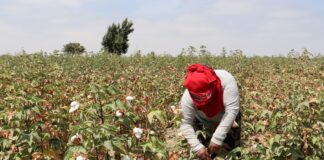 Productores de Sechura logran altos rendimientos en la cosecha de algodón Ipa 2025 Productores de Sechura logran altos rendimientos en la cosecha de algodón Ipa 2025