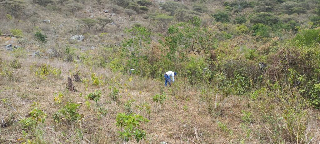 Productores de Paimas apuestan por vivero frutal y cultivo de frijol bayo en Piura Productores de Paimas apuestan por vivero frutal y cultivo de frijol bayo en Piura