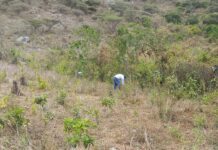 Productores de Paimas apuestan por vivero frutal y cultivo de frijol bayo en Piura Productores de Paimas apuestan por vivero frutal y cultivo de frijol bayo en Piura