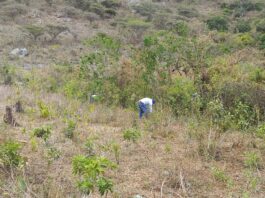 Productores de Paimas apuestan por vivero frutal y cultivo de frijol bayo en Piura Productores de Paimas apuestan por vivero frutal y cultivo de frijol bayo en Piura