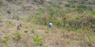 Productores de Paimas apuestan por vivero frutal y cultivo de frijol bayo en Piura Productores de Paimas apuestan por vivero frutal y cultivo de frijol bayo en Piura
