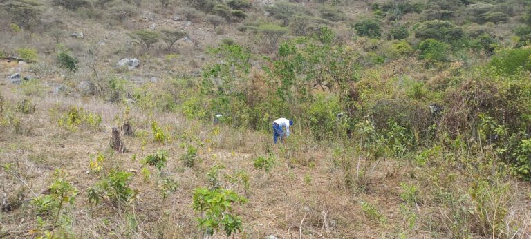 Productores de Paimas apuestan por vivero frutal y cultivo de frijol bayo en Piura