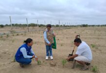 Productores del Bajo Piura fortalecen manejo sostenible de moringa Productores del Bajo Piura fortalecen manejo sostenible de moringa