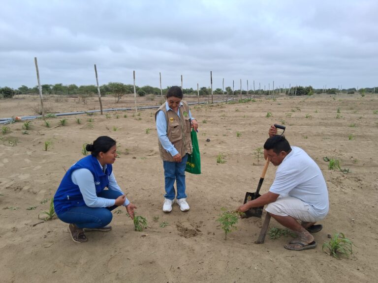 Productores del Bajo Piura fortalecen manejo sostenible de moringa