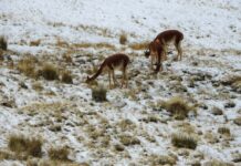 Censo Nacional de Vicuñas 2025: Perú registra más de 300 mil ejemplares en 16 regiones, según el MIDAGRI Censo Nacional de Vicuñas 2025: Perú registra más de 300 mil ejemplares en 16 regiones, según el MIDAGRI