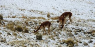 Censo Nacional de Vicuñas 2025: Perú registra más de 300 mil ejemplares en 16 regiones, según el MIDAGRI Censo Nacional de Vicuñas 2025: Perú registra más de 300 mil ejemplares en 16 regiones, según el MIDAGRI