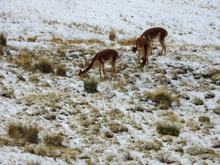 Censo Nacional de Vicuñas 2025: Perú registra más de 300 mil ejemplares en 16 regiones, según el MIDAGRI
