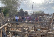 Gobierno capacita a productores de Catacaos en manejo de ganado ovino Gobierno capacita a productores de Catacaos en manejo de ganado ovino