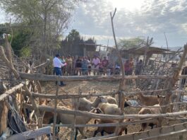 Gobierno capacita a productores de Catacaos en manejo de ganado ovino Gobierno capacita a productores de Catacaos en manejo de ganado ovino