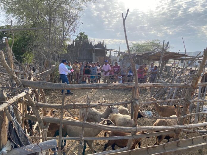 Gobierno capacita a productores de Catacaos en manejo de ganado ovino