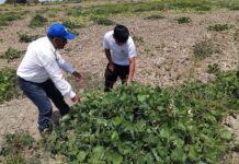 Piura: Productores de zarandaja reciben asistencia técnica para mejorar su productividad Piura: Productores de zarandaja reciben asistencia técnica para mejorar su productividad