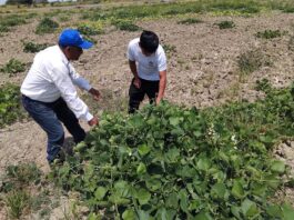 Piura: Productores de zarandaja reciben asistencia técnica para mejorar su productividad Piura: Productores de zarandaja reciben asistencia técnica para mejorar su productividad