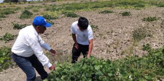 Piura: Productores de zarandaja reciben asistencia técnica para mejorar su productividad Piura: Productores de zarandaja reciben asistencia técnica para mejorar su productividad