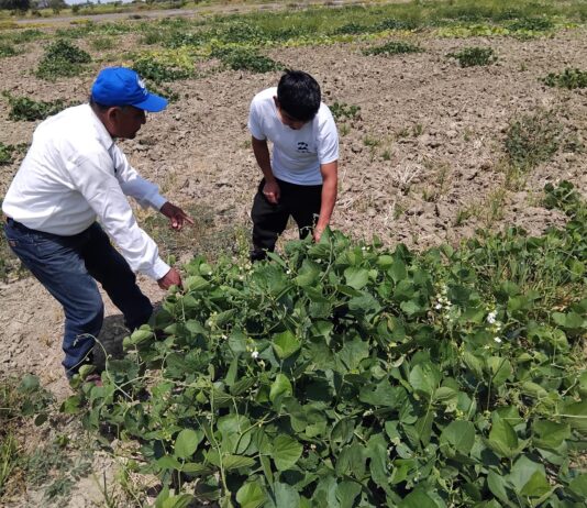 Piura: Productores de zarandaja reciben asistencia técnica para mejorar su productividad Piura: Productores de zarandaja reciben asistencia técnica para mejorar su productividad