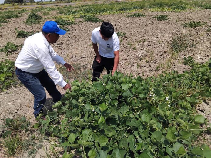 Piura: Productores de zarandaja reciben asistencia técnica para mejorar su productividad