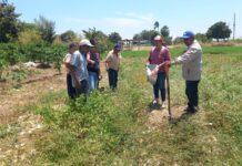 Productores de Sechura aprenden manejo sostenible del suelo Productores de Sechura aprenden manejo sostenible del suelo