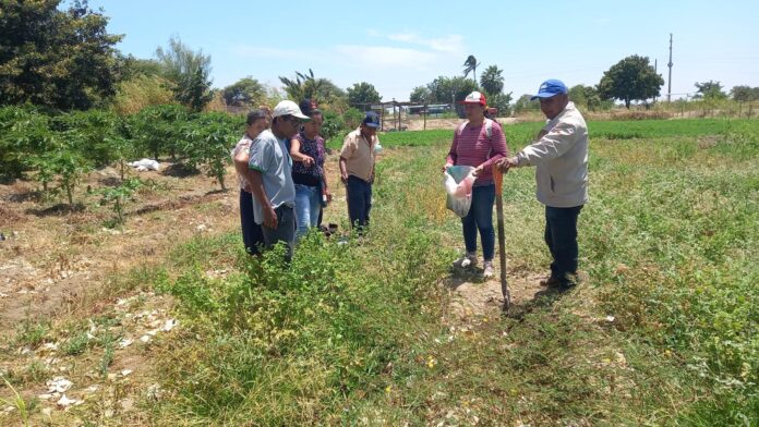 Productores de Sechura aprenden manejo sostenible del suelo