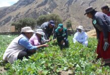 Gobierno aprueba el Sello de Buenas Prácticas Agrícolas para fortalecer la inocuidad alimentaria Gobierno aprueba el Sello de Buenas Prácticas Agrícolas para fortalecer la inocuidad alimentaria