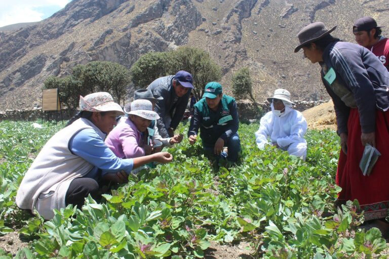 Gobierno aprueba el Sello de Buenas Prácticas Agrícolas para fortalecer la inocuidad alimentaria