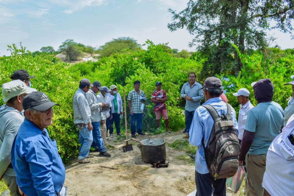 Piura: ejecutan jornadas de campo para mejorar la productividad agrícola y pecuaria Gobierno Regional Piura ejecuta jornadas de campo para mejorar la productividad agrícola y pecuaria