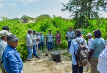Piura: ejecutan jornadas de campo para mejorar la productividad agrícola y pecuaria Gobierno Regional Piura ejecuta jornadas de campo para mejorar la productividad agrícola y pecuaria