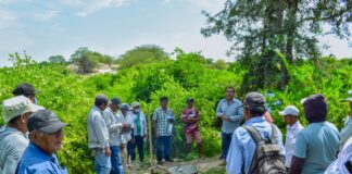 Piura: ejecutan jornadas de campo para mejorar la productividad agrícola y pecuaria Gobierno Regional Piura ejecuta jornadas de campo para mejorar la productividad agrícola y pecuaria