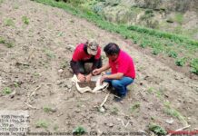 DRAP ejecuta muestreo de suelos para optimizar cultivos en Succhurán DRAP ejecuta muestreo de suelos para optimizar cultivos en Succhurán