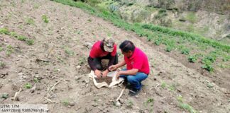 DRAP ejecuta muestreo de suelos para optimizar cultivos en Succhurán DRAP ejecuta muestreo de suelos para optimizar cultivos en Succhurán