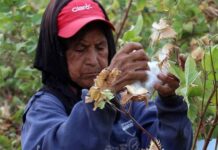 Piura: oficializan el calendario de la Campaña Agrícola 2025-2026 para arroz y algodón Piura: oficializan el calendario de la Campaña Agrícola 2025-2026 para arroz y algodón