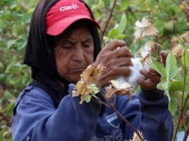 Piura: oficializan el calendario de la Campaña Agrícola 2025-2026 para arroz y algodón Piura: oficializan el calendario de la Campaña Agrícola 2025-2026 para arroz y algodón
