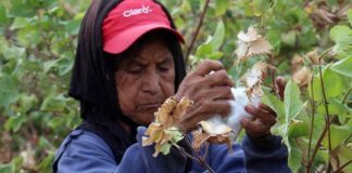 Piura: oficializan el calendario de la Campaña Agrícola 2025-2026 para arroz y algodón Piura: oficializan el calendario de la Campaña Agrícola 2025-2026 para arroz y algodón