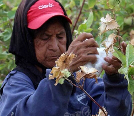 Piura: oficializan el calendario de la Campaña Agrícola 2025-2026 para arroz y algodón Piura: oficializan el calendario de la Campaña Agrícola 2025-2026 para arroz y algodón