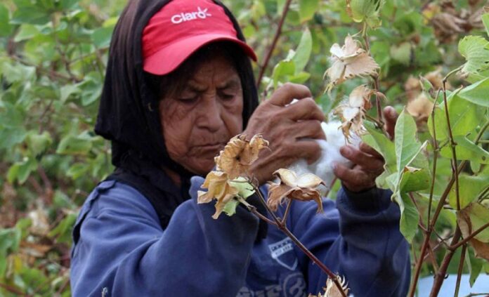 Piura: oficializan el calendario de la Campaña Agrícola 2025-2026 para arroz y algodón