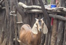 Productores de Piura presentarán mejoras en carne, leche y genética caprina en feria regional Productores de Piura presentarán mejoras en carne, leche y genética caprina en feria regional