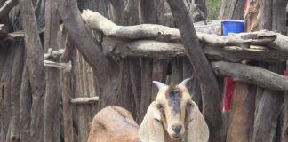 Productores de Piura presentarán mejoras en carne, leche y genética caprina en feria regional Productores de Piura presentarán mejoras en carne, leche y genética caprina en feria regional