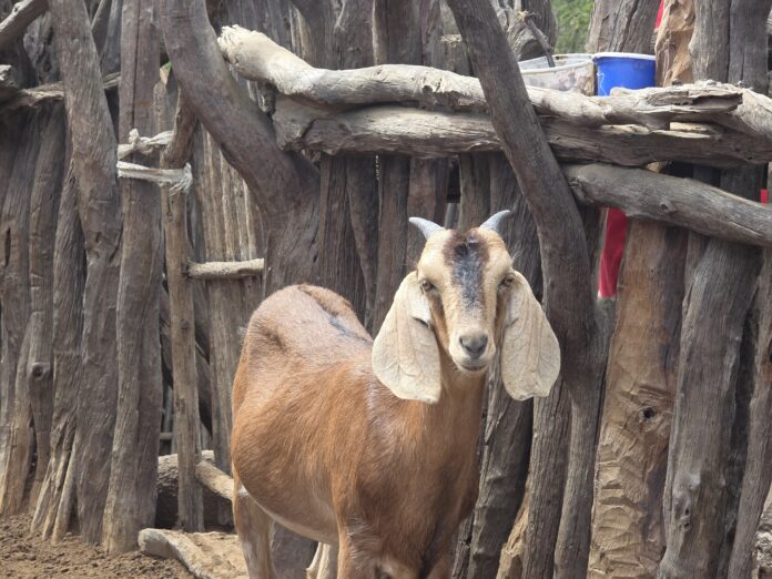 Productores de Piura presentarán mejoras en carne, leche y genética caprina en feria regional